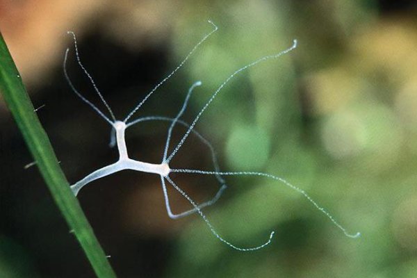 Аккаунты кракен для начинающих