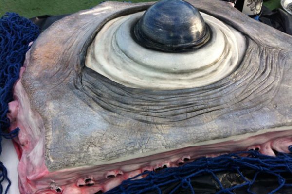 Krab9.at - полное руководство