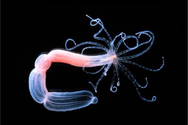 Надежные подход к krab1.at